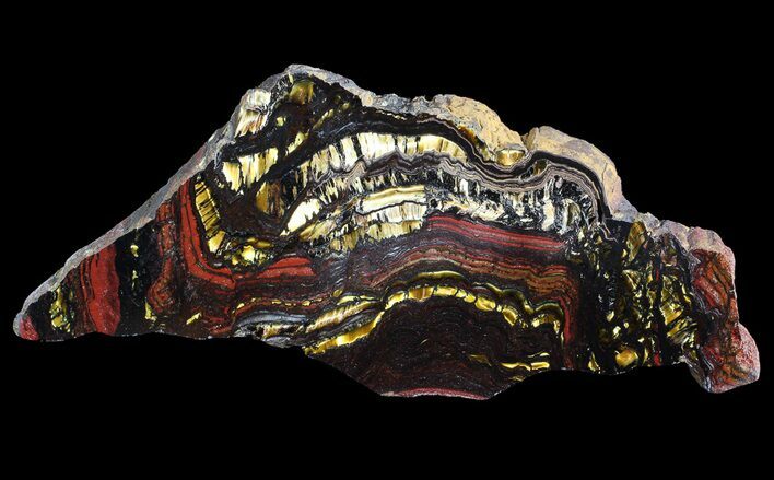 Polished Tiger Iron Stromatolite - ( Billion Years) #65328